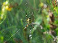 Wespenspinne Weibchen